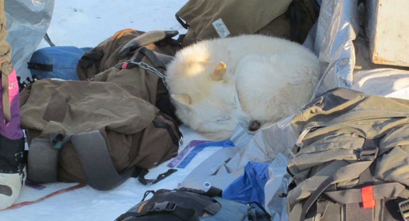 winter camping with sled dogs